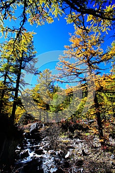 Daocheng Yading , a national level nature reserve in China