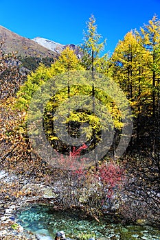 Daocheng Yading , a national level nature reserve in China