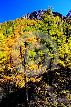 Daocheng Yading , a national level nature reserve in China