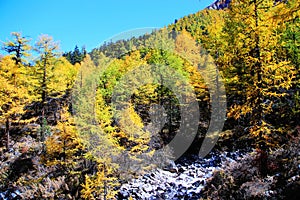 Daocheng Yading , a national level nature reserve in China