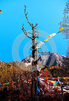 Daocheng Yading , a national level nature reserve in China