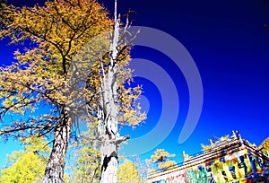 Daocheng Yading , a national level nature reserve in China