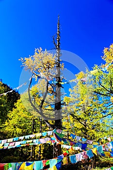 Daocheng Yading , a national level nature reserve in China