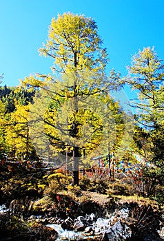 Daocheng Yading , a national level nature reserve in China