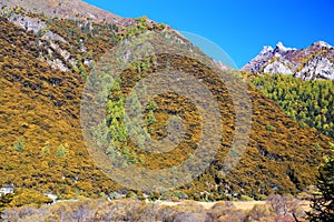 Daocheng Yading , a national level nature reserve in China