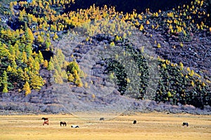 Daocheng Yading , a national level nature reserve in China