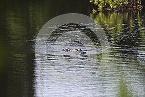 Daphne Alligators 2024 photo