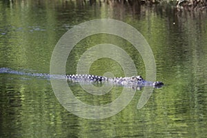 Daphne Alligators 2024 XIII photo