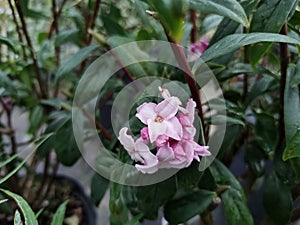 Daphne bholua 'Jacqueline Postill'