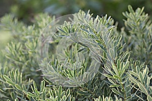 Daphne - Carol Mackie