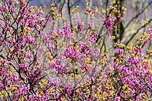 Daphne family plants with pink flowers on tree branches