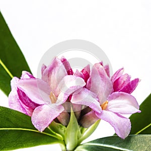 Daphne Flower Isolated on White