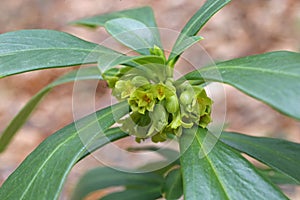 Daphne laureola - Wild plant photographed in the summer.