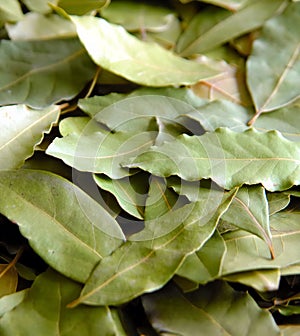 Daphne leafs