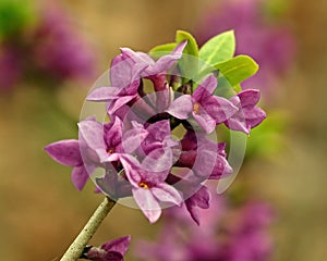 Daphne mezereum - beautiful, small, spring flowers. photo