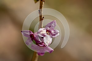 Daphne mezereum flower growing in forest