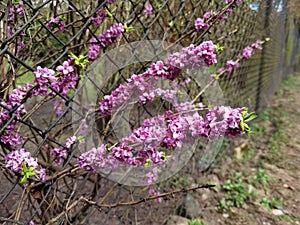 Daphne mezereum, Mezereon- pink flowers in spring.