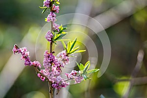 Daphne mezereum plant blooming