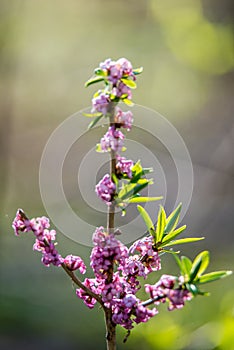 Daphne mezereum plant blooming