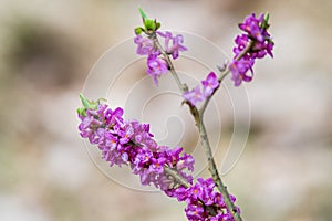 Daphne mezereum plant blooming