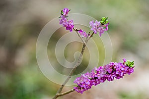 Daphne mezereum plant blooming