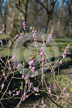 Daphne mezereum tree blooms in the spring