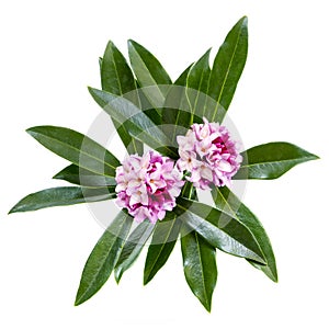 Daphne Odora Flowers Isolated