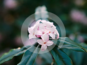 Daphne odora or winter daphne in bloom.