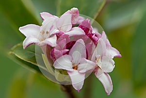 Daphne perfume princess flowers photo