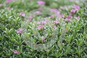 Daphne Spring Pink Eternal Fragrance, Daphne x transatlantica, shrubs flowering