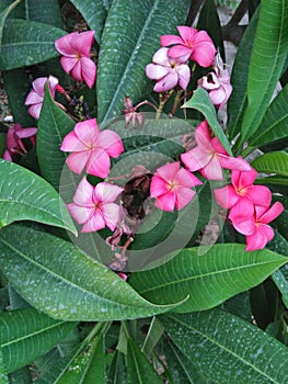 DAPHNE TRANSATLANTICA PINK FRAGRANCE =& x27;BLAPINK& x27;