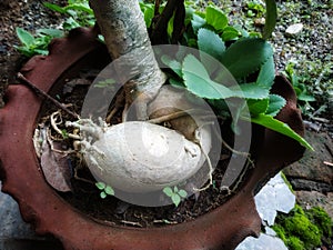 Daphne x transatlantica root, plant for bonsai