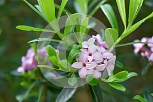 Daphne x transatlantica, tubular, four-lobed pink flowers photo