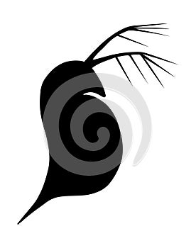 Daphnia. Black hand drawing outline vector image silhouette . photo