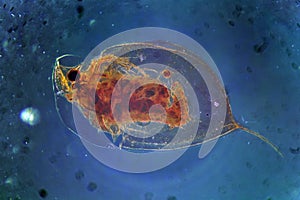 Daphnia Cladocera Magnification