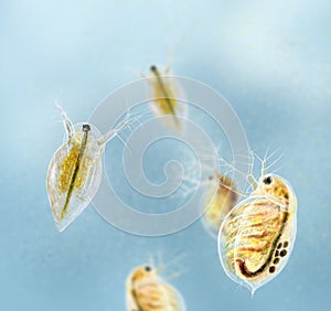 Daphnia