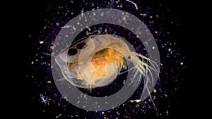 Daphnia magna, Cladocera, small planktonic crustacean under the microscope, close-up