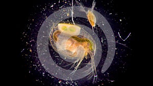 Daphnia magna, Cladocera, small planktonic crustacean under the microscope, close-up