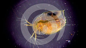 Daphnia magna, Cladocera, small planktonic crustacean under the microscope, close-up