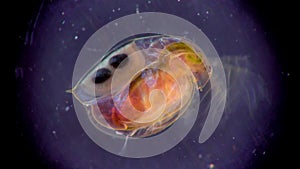 Daphnia magna, Cladocera, small planktonic crustacean under the microscope, close-up