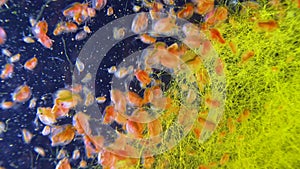 Daphnia magna, Crustacea, Cladocera, small planktonic crustacean