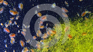 Daphnia magna, Crustacea, Cladocera, small planktonic crustacean