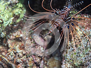 Daphnia magna swimming between large rocks in ocean