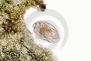 Daphnia Pleuroxus uncinatus, freshwater planktonic crustacean photo