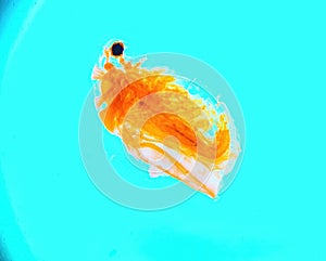 Daphnia, a small planktonic crustacean