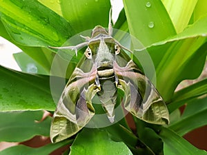 Daphnis nerii, Hawk moth