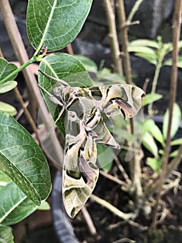 Daphnis nerii or The oleander hawk moth or Army green moth.