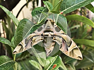 Daphnis nerii or The oleander hawk moth or Army green moth.