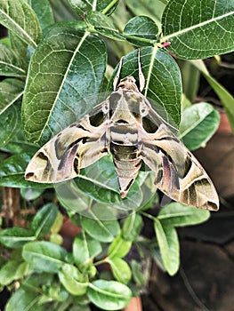 Daphnis nerii or The oleander hawk moth or Army green moth.