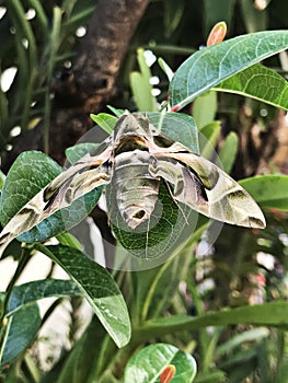 Daphnis nerii or The oleander hawk moth or Army green moth.